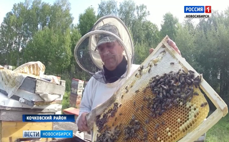 Пчёлы не в духе: мёда в Новосибирской области соберут меньше
