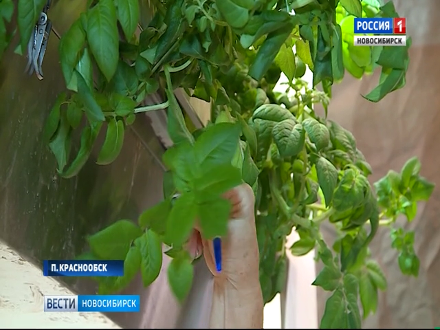 Новосибирские ученые выращивают картофель в лабораторных условиях   