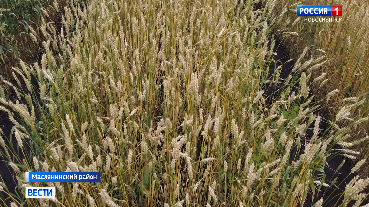 Экспериментальный сорт озимой пшеницы готовятся собирать в Новосибирской области