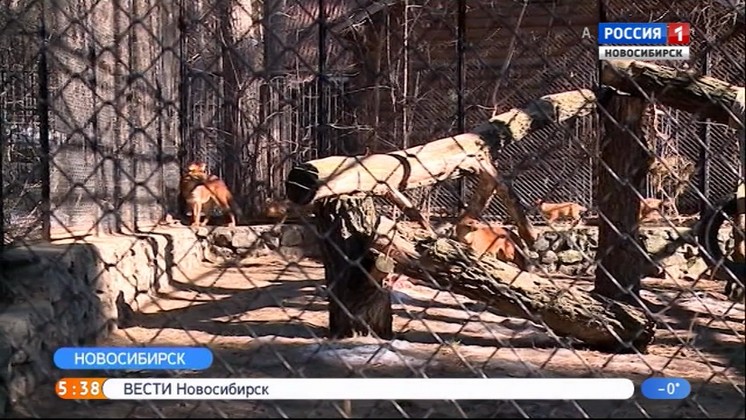Бэби-бум в Новосибирском зоопарке: самка красного волка родила непривычно рано