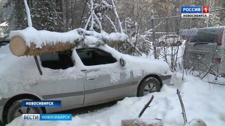 В Новосибирске сосна рухнула на припаркованный автомобиль