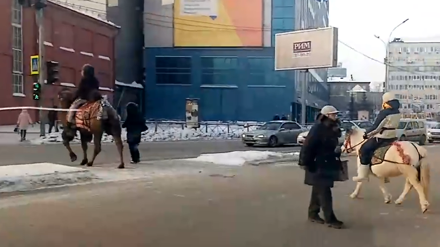 Верблюда и «единорога» заметили на «зебре» в центре Новосибирска