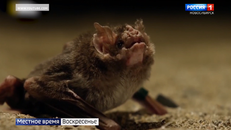 Переносят ли сибирские летучие мыши коронавирус?