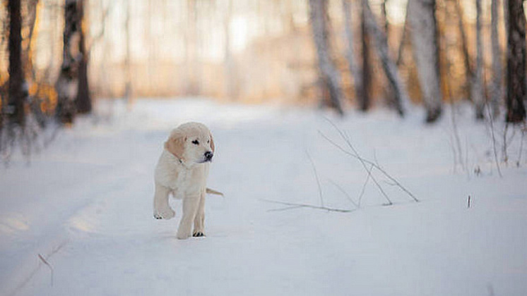 Снег снова засыплет Новосибирскую область на рабочей неделе с 10 по 14 ноября