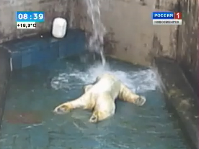 Медведь Кай из новосибирского зоопарка стал звездой интернета