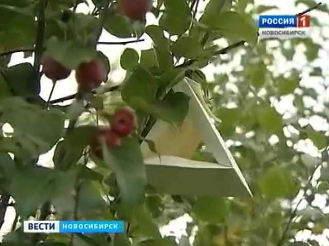 В яблоневых садах Новосибирской области устанавливают ловушки на плодовых вредителей
