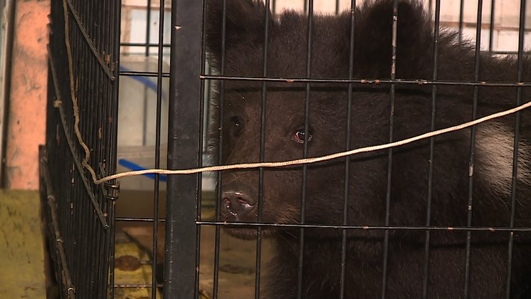 Новосибирская зоозащитница рассказала о судьбе пойманного в лесу дикого медвежонка