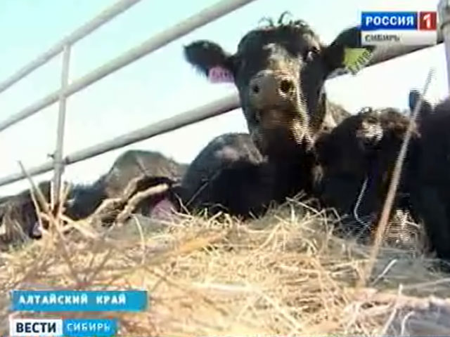 Крупное аграрное хозяйство Алтайского края купило партию американских коров