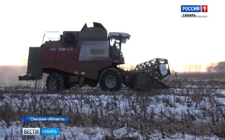 В Омской области аграрии добывают подсолнечник из-под снега