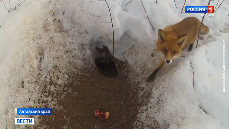 От нашествия лис страдают жители одного из районов Алтайского края