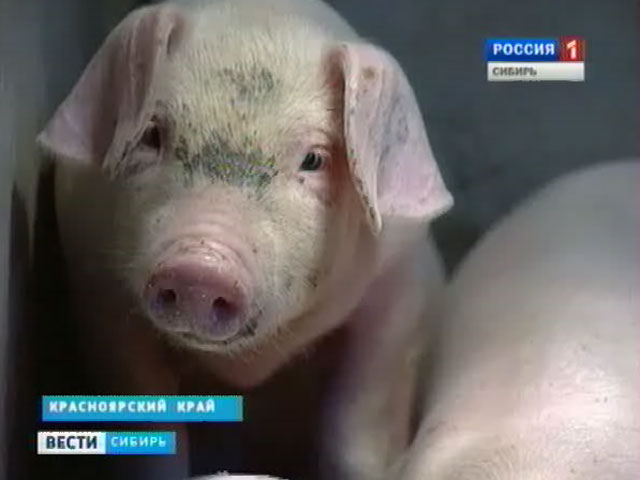 В одном из хозяйств Красноярского края ежедневно от голода умирают десятки животных
