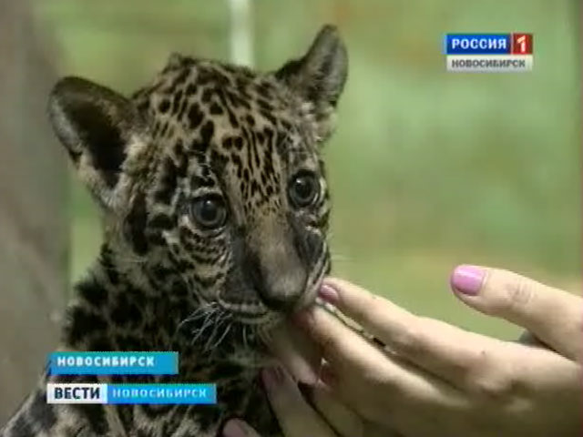 Сотрудникам Новосибирского зоопарка впервые удалось выкормить котенка ягуара