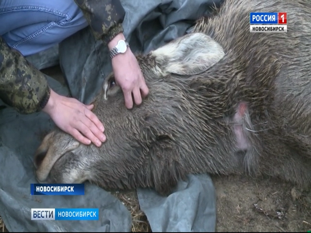 В Новосибирске охотоведы спасли израненного лося
