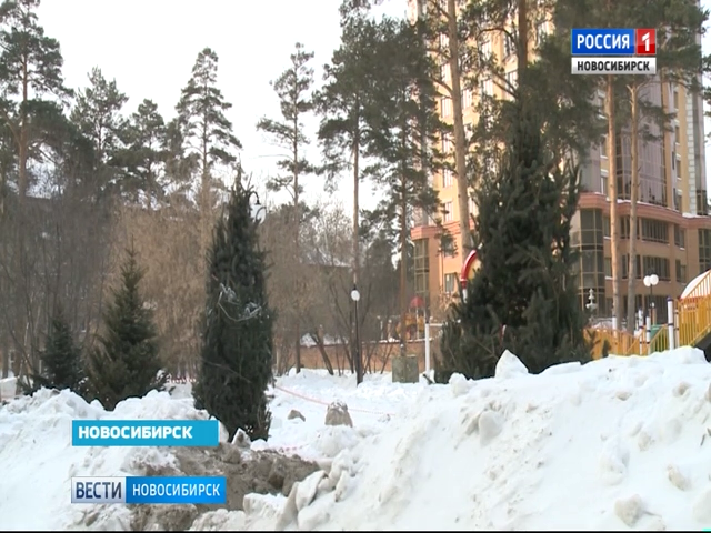 В Новосибирске посадили голубые ели на  улице Богдана Хмельницкого