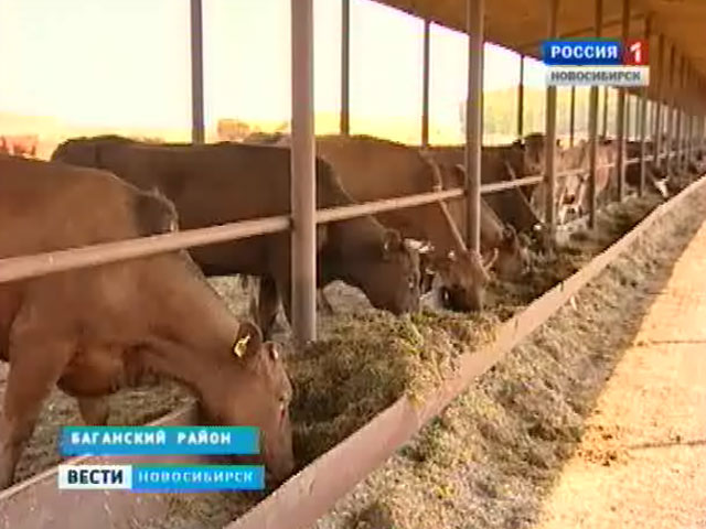 В Новосибирской области заработали летние лагеря для коров