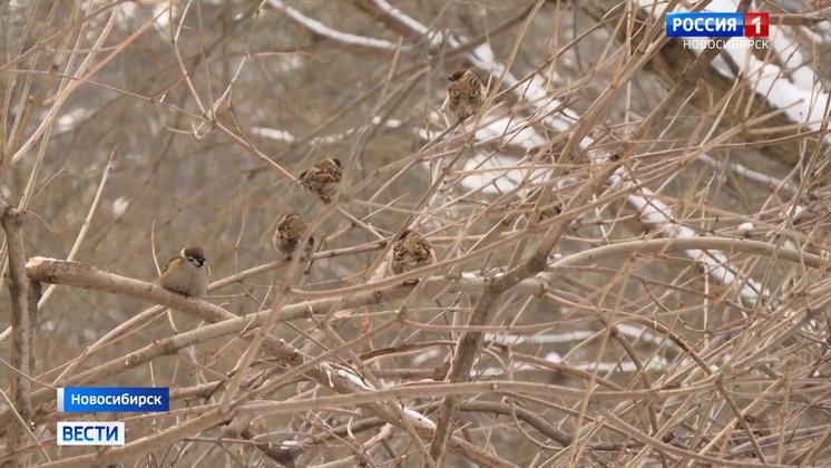 Новосибирцы объявили фотоохоту на воробьёв