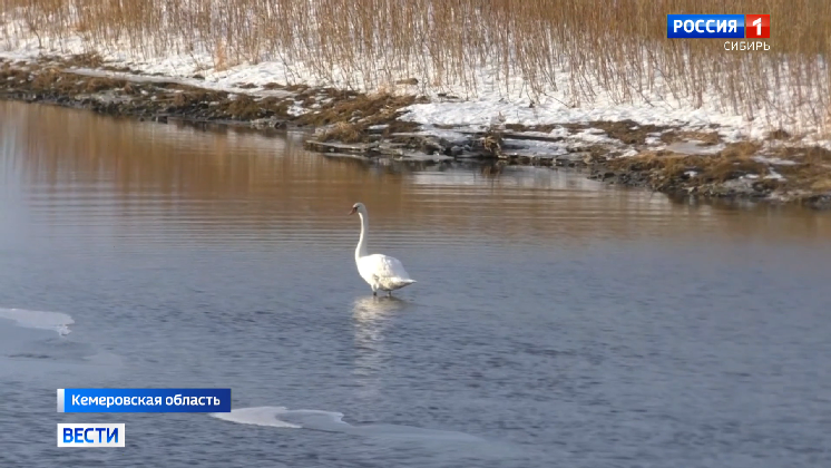 Белого лебедя Петра спасают жители деревни в Кемерове