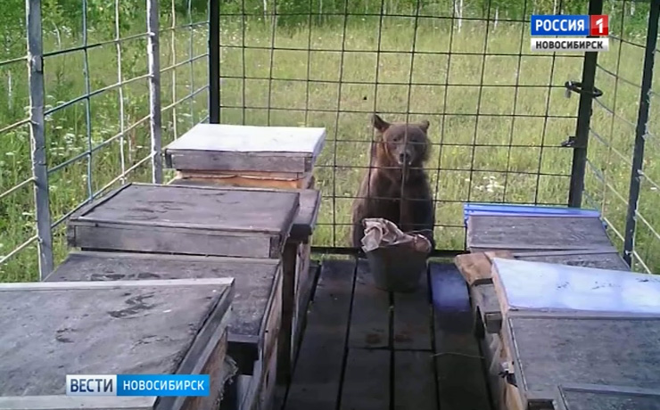 Медведица с медвежатами пыталась украсть мед с пасеки в Кыштовском районе
