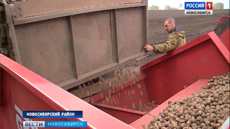 Хозяйства Новосибирской области приступили к посадке овощей и картофеля