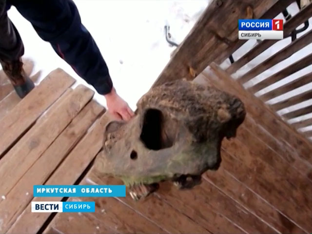 Житель Катангского района Иркутской области обнаружил останки шерстистого носорога