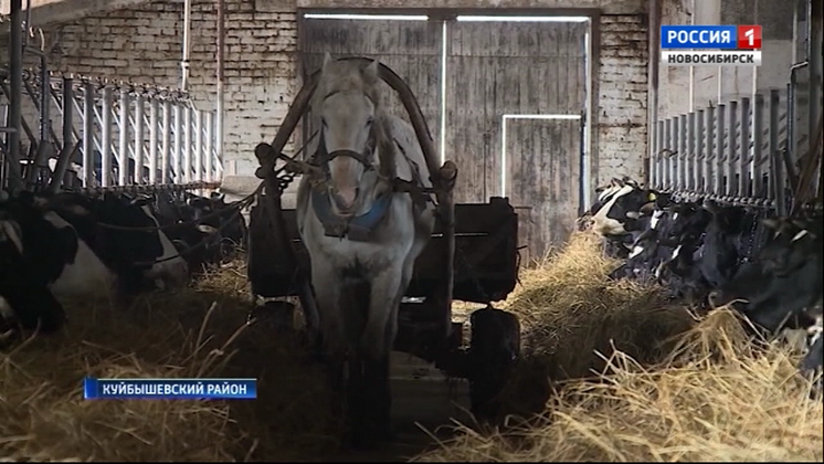 Новосибирские фермеры предупредили об опасности импортного сухого молока