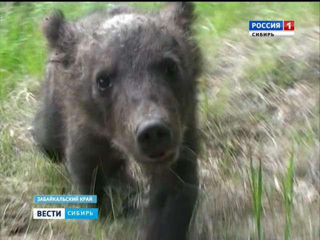 Число постояльцев читинского зоопарка пополнили два бурых медведя