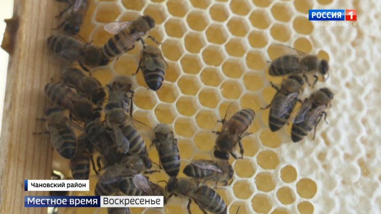 Пчеловодство стало новым делом всей жизни новосибирского монтажника