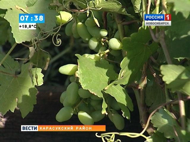 Сибирские виноградари готовятся к сбору урожая