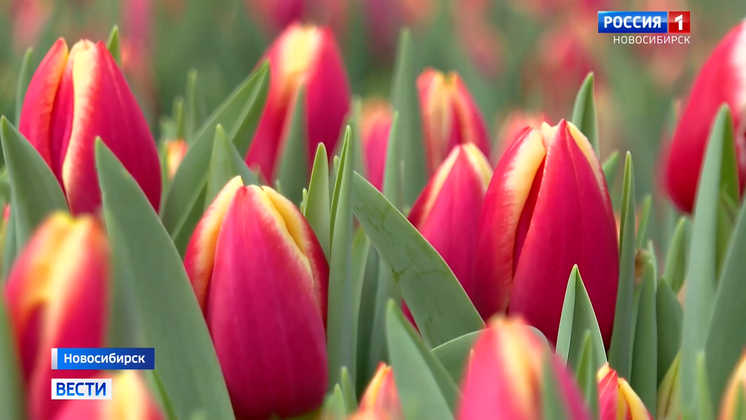 Новосибирский агроном Шубина обозначила срок цветения первых тюльпанов