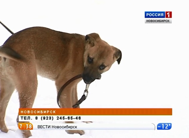 &quot;Вести-Новосибирск&quot; продолжают рубрику помощи в поиске хозяев для оставленных собак