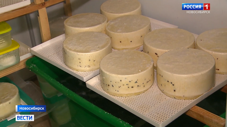 Кровь алтайских маралов помогла ученым Сибири создать новый фермент для изготовления сыров