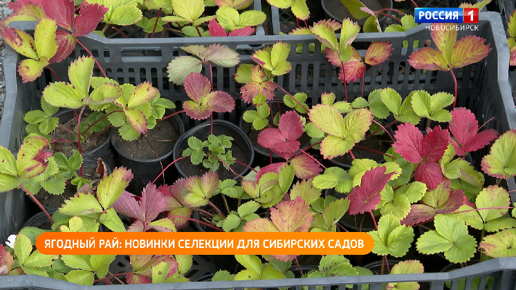 Полезная передача: ягодный рай - новинки селекции для сибирских садов