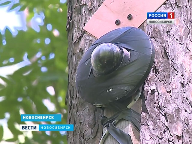 Над гнездом коршуна в Новосибирске поставили веб-камеру