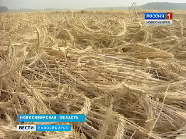 В южных районах Новосибирской области горят посевы
