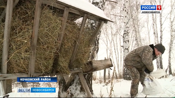 Охотники подкармливают диких косуль в лесах Новосибирской области