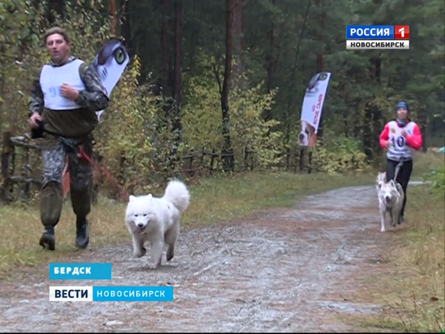 Соревнования самых быстрых собак Сибири и Казахстана прошли в Бердске