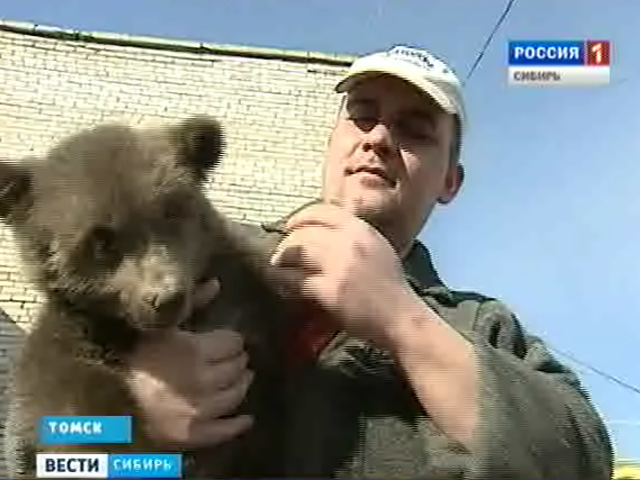 К воротам северского зоопарка Томской области неизвестные подкинули пару медвежат
