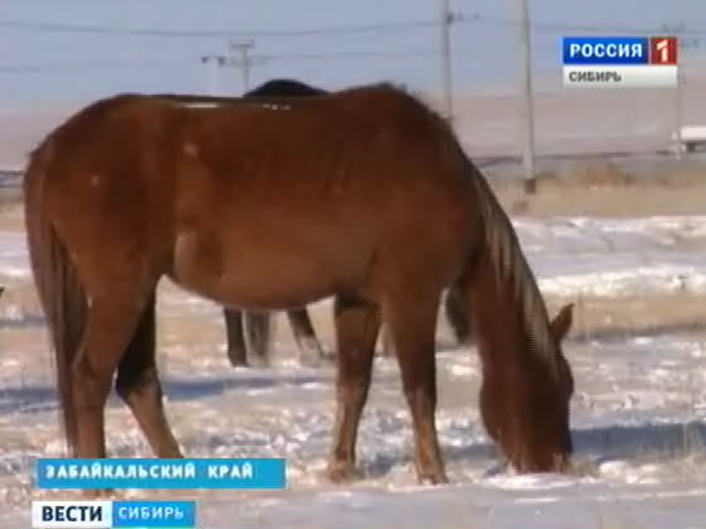 В Забайкальском районе отмечен массовый падеж лошадей