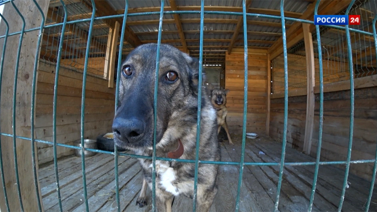 В приюте для бездомных животных в Краснообске заканчиваются запасы корма