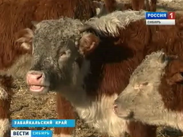 Сельхозпроизводители Сибири решают, как сохранить поголовье в условиях нехватки кормов