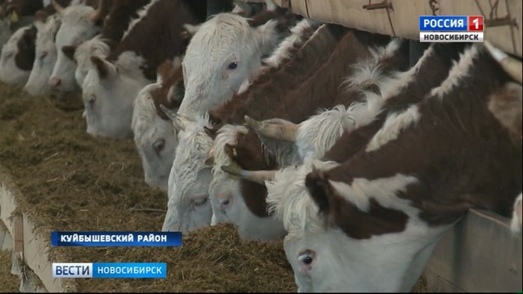 Куйбышевцы мечтают кормить мраморным мясом новосибирцев, но высокое качество перебивает низкая цена