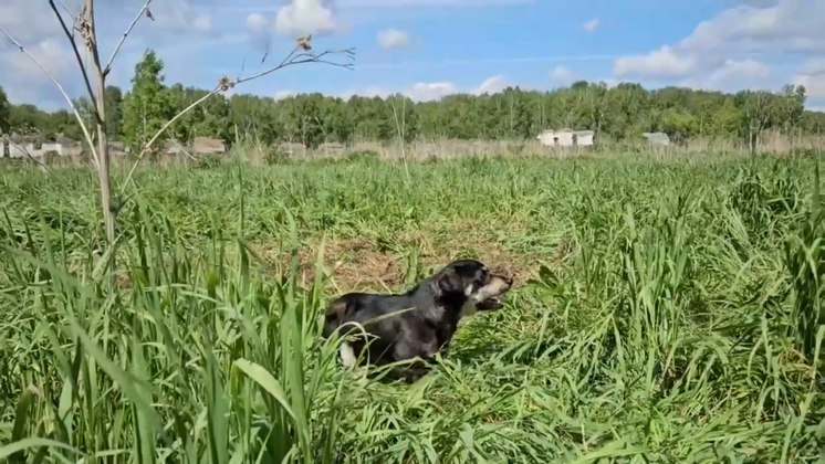 Под Новосибирском собаки помогли найти пропавшего в лесу дедушку