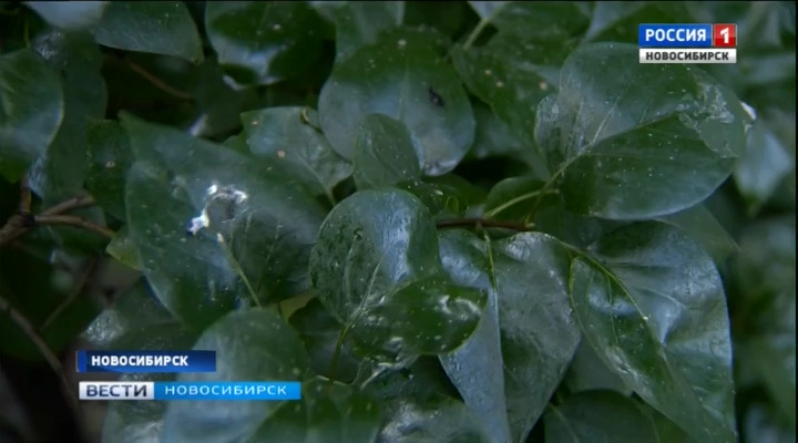 Что случилось с березами? Деревья в Новосибирске покрылись липким веществом