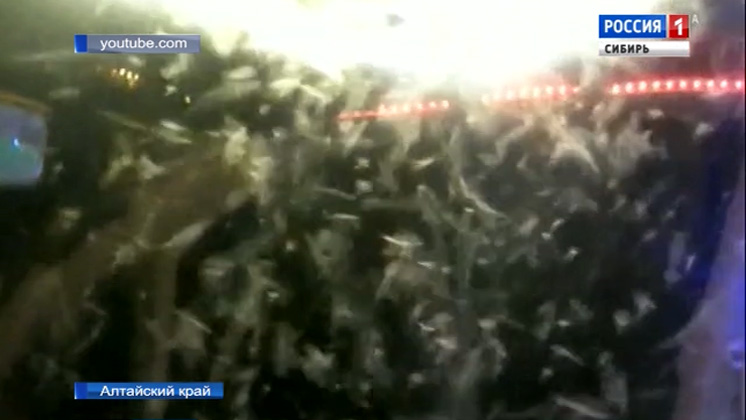 Полчища комаров и мошек атаковали жителей Алтайского края