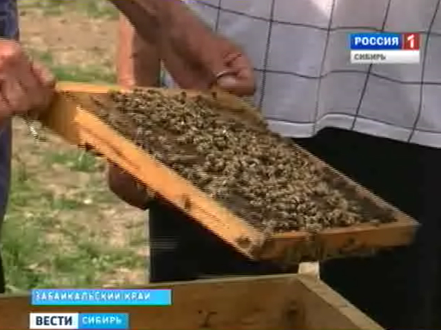 В Забайкалье пчёлы оказались под угрозой вымирания