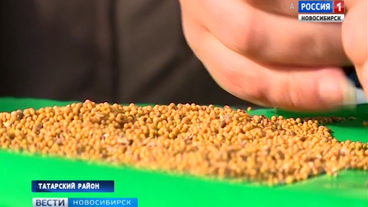 Горчица вместо пшеницы: аграрии из Татарского района пошли на эксперимент и не прогадали 