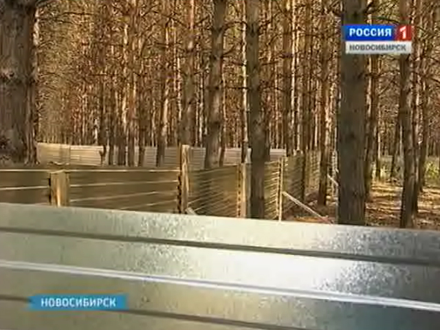 Жители Новосибирска встали на защиту лесной зоны в районе Ключ-Камышенского плато