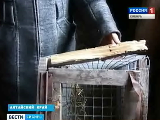 Охотники Алтайского края ищут мифическую чупакабру, убивающую домашнюю птицу