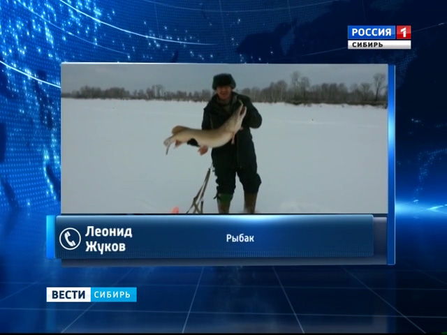 Новосибирские рыбаки поймали в Оби 14-киллограммовую щуку
