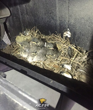 Птенцов трясогузки, найденных под капотом BMW, выпустили на волю